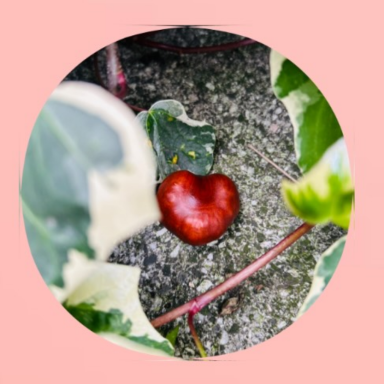 Das ist ein Instagramposting von mir. Zu sehen ist eine herzförmige Kastanie.